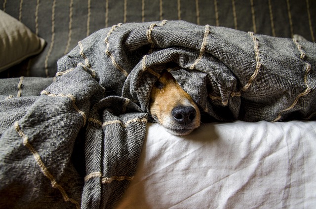 Dog%20lying%20on%20a%20bed%20with%20its%20nose%20peeking%20out%20from%20under%20a%20gray%20blanket Dog lying on a bed with its nose peeking out from under a gray blanket